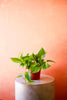 Golden Pothos