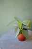 Philodendron 'Silver Sword'