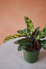 Rattlesnake Calathea