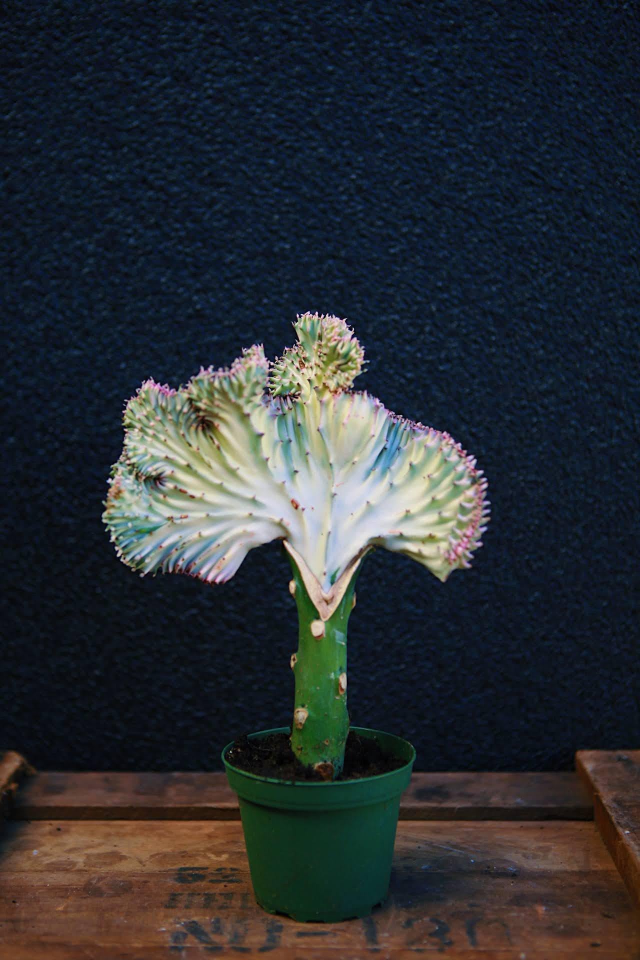 Coral Cactus