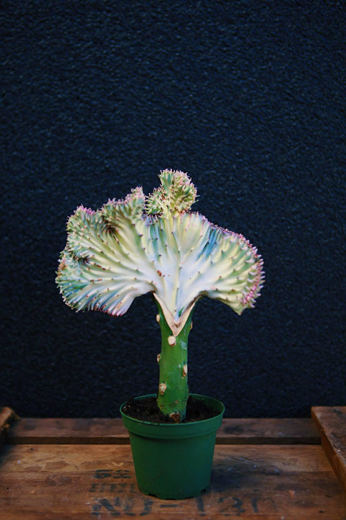 Coral Cactus