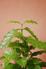 Coffee Plant