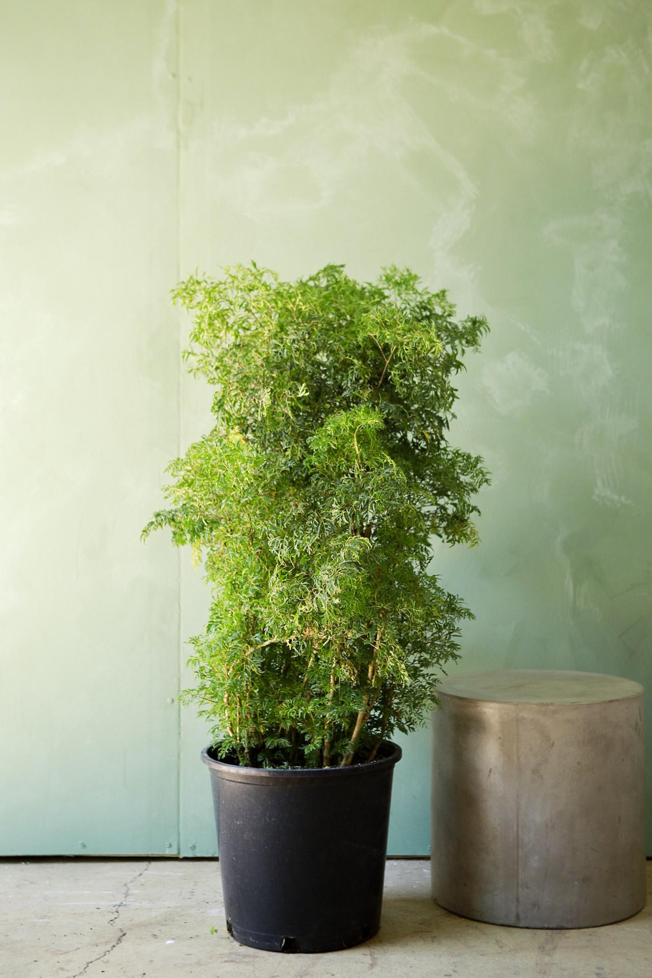 Golden Ming Aralia