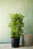 Golden Ming Aralia