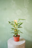 Philodendron 'Silver Sword'