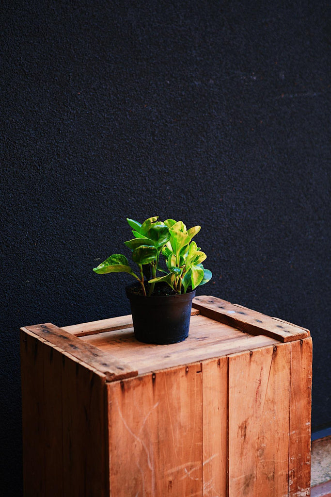 Marble Peperomia