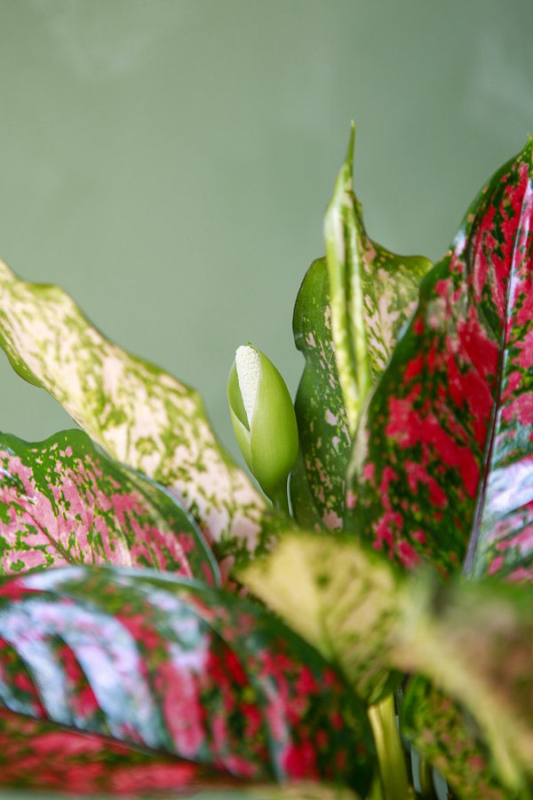 Aglaonema 'Red Valentine'