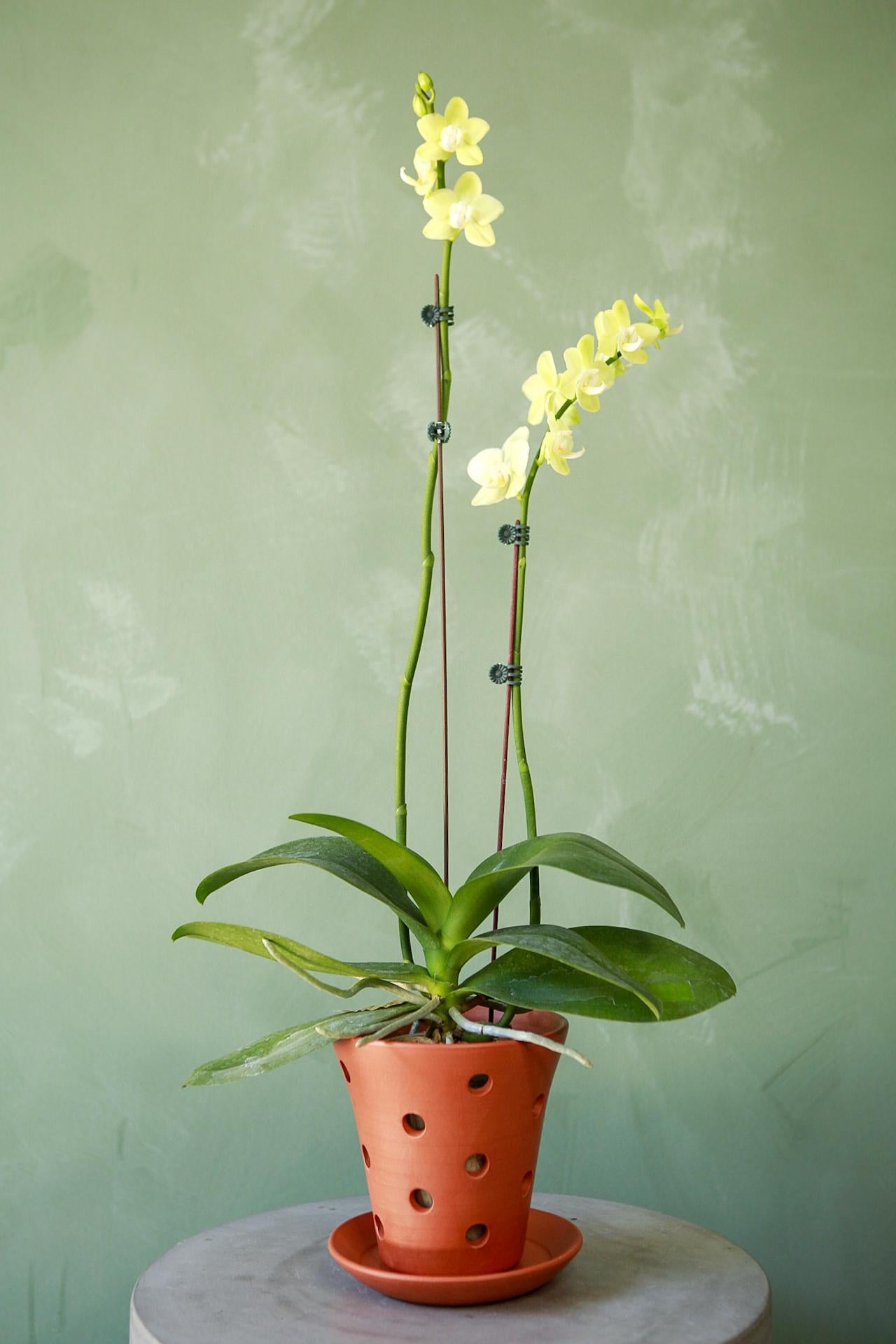 Orchid Pot