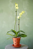 Orchid Pot