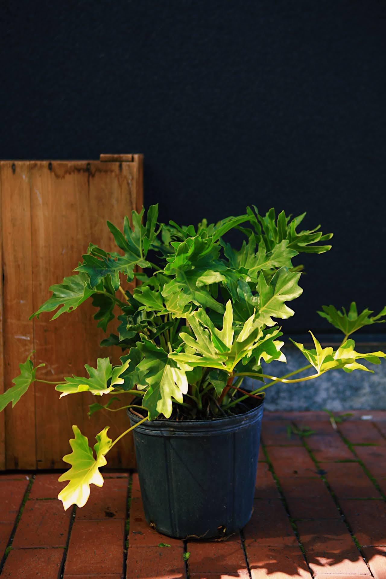 Philodendron Selloum 'Hope'