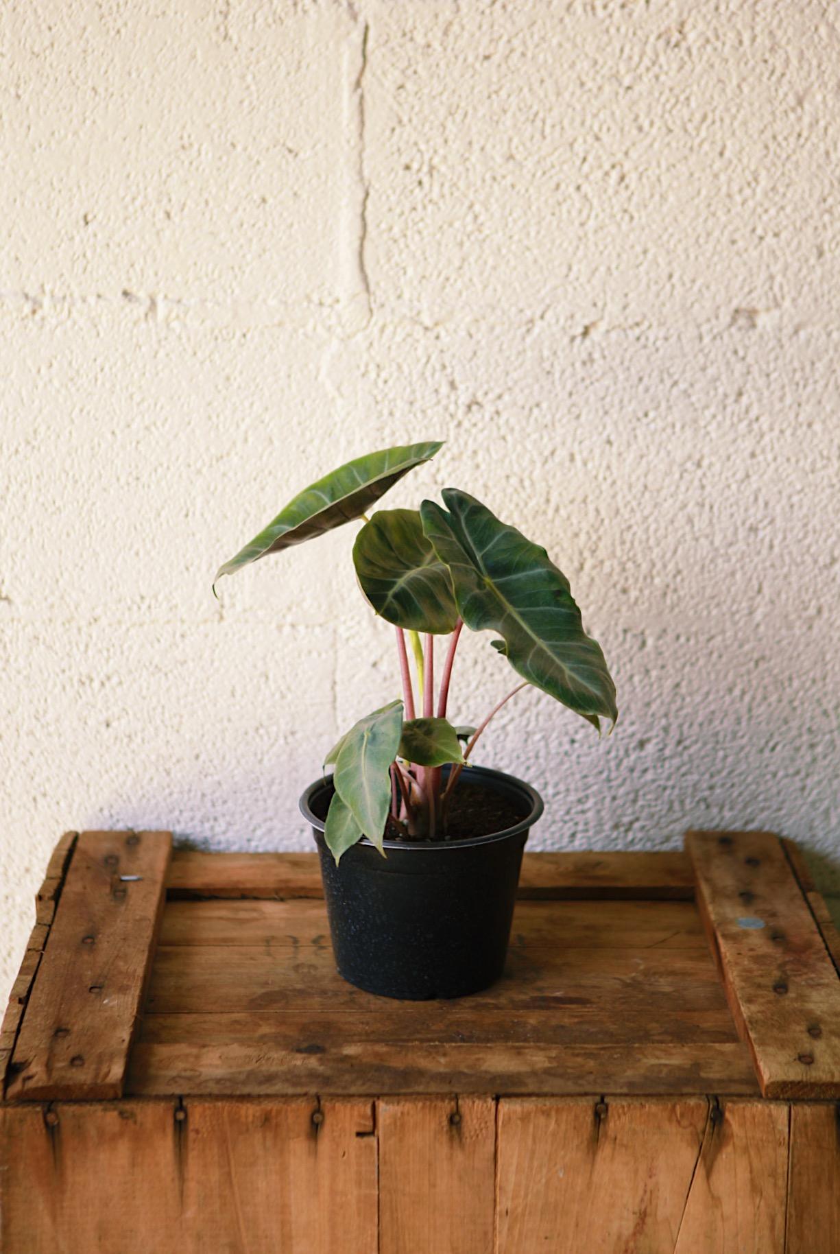 Alocasia 'Pink Dragon'