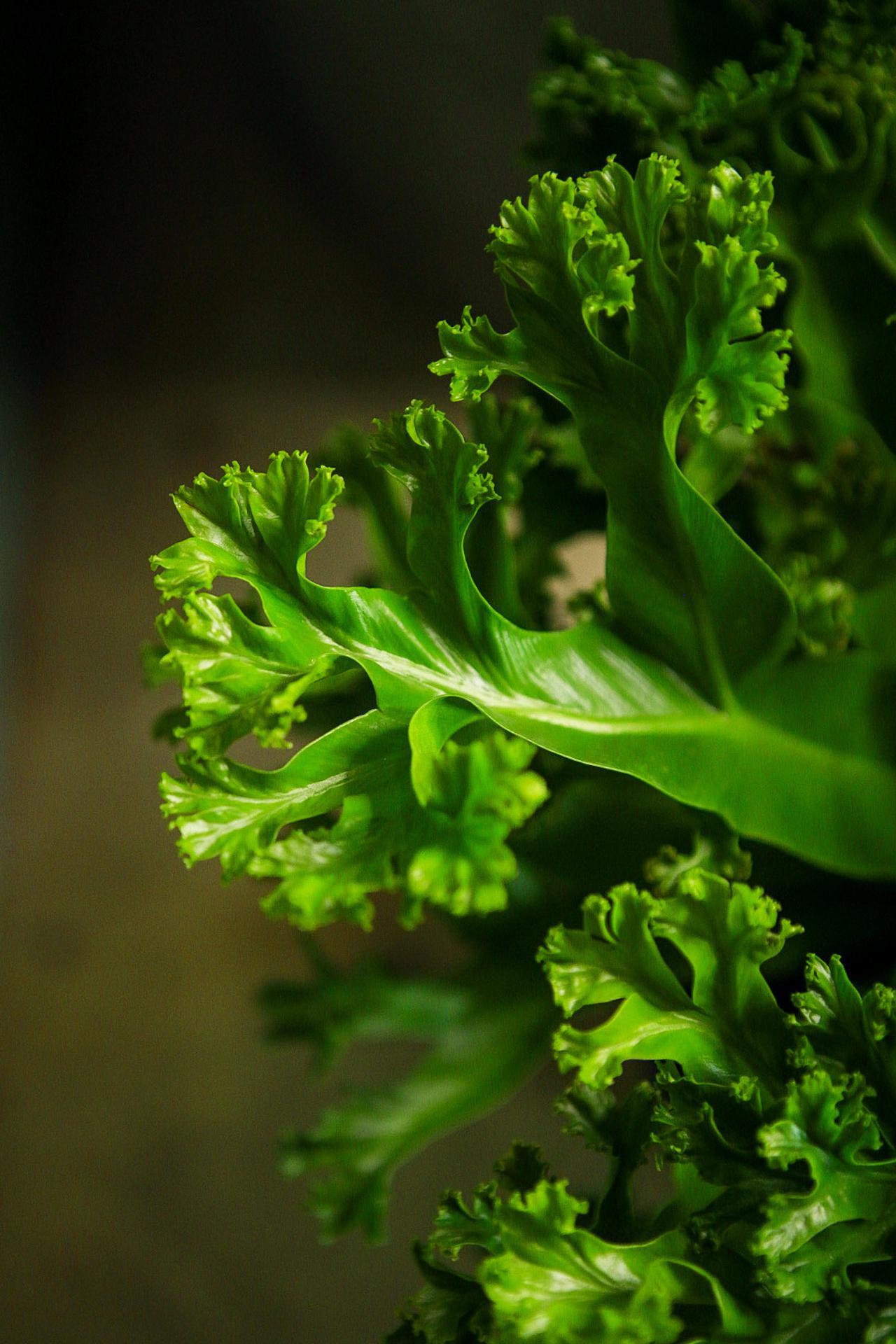 Birds Nest Fern 'Leslie'
