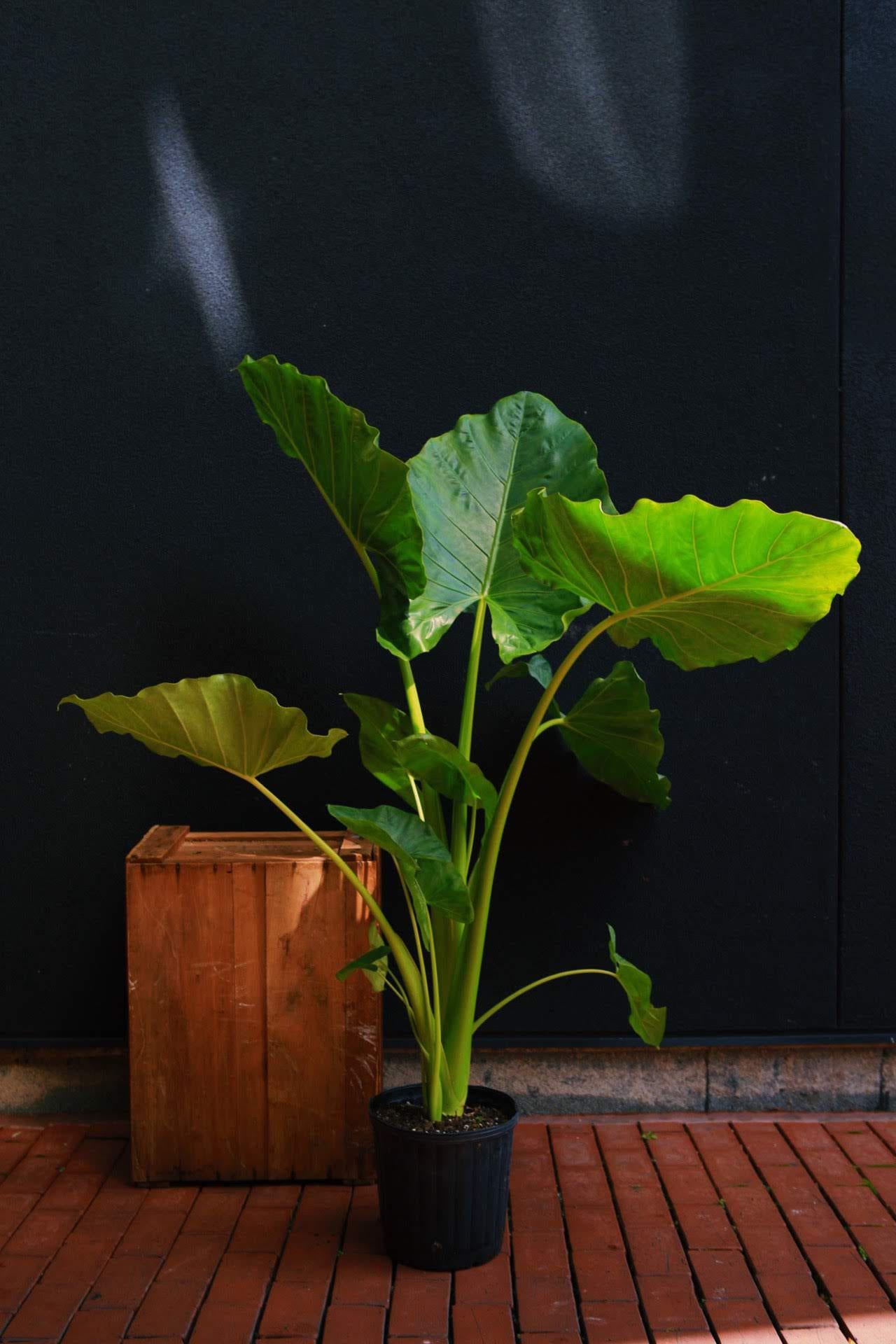 Alocasia 'Borneo Giant'