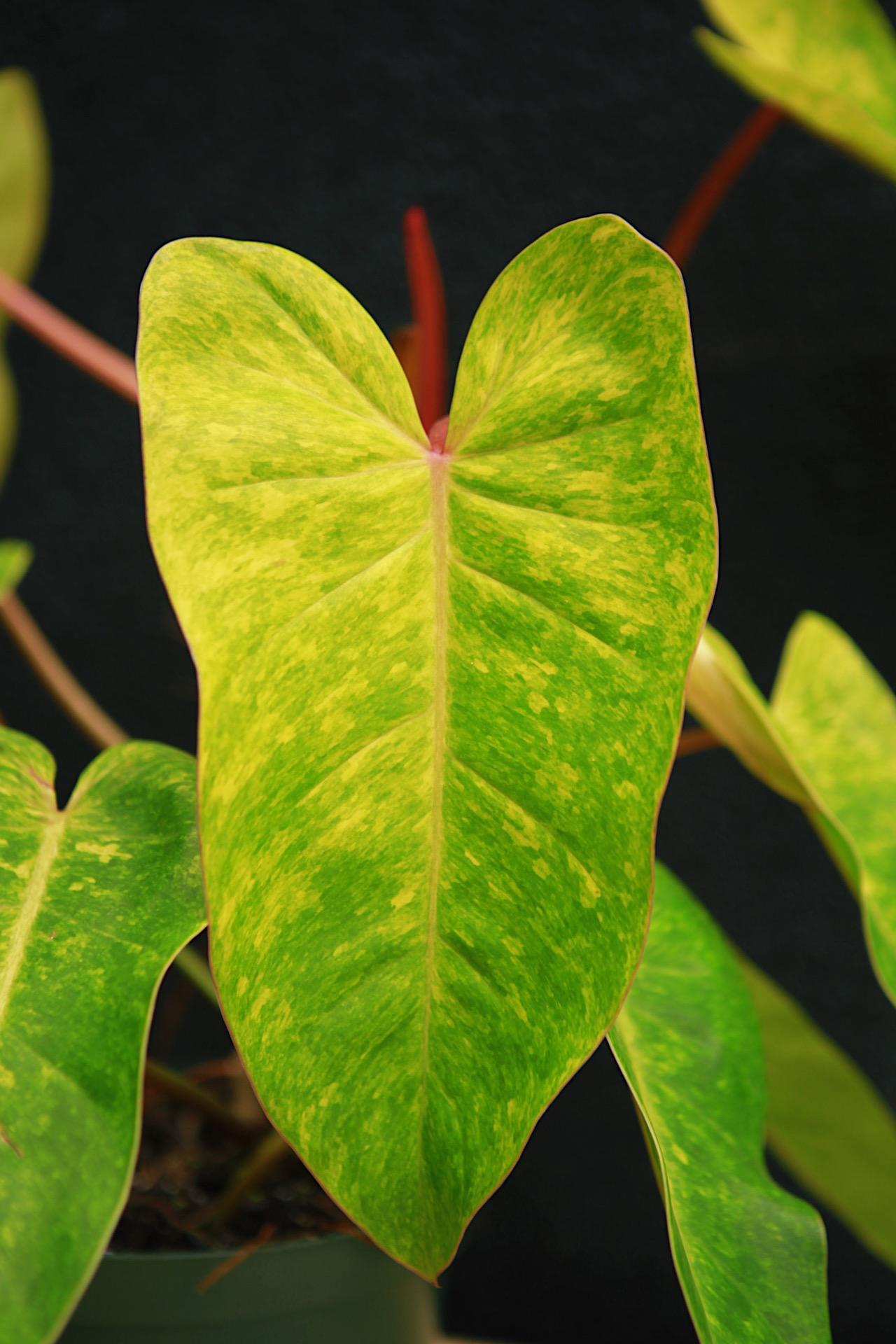 Philodendron 'Painted Lady'