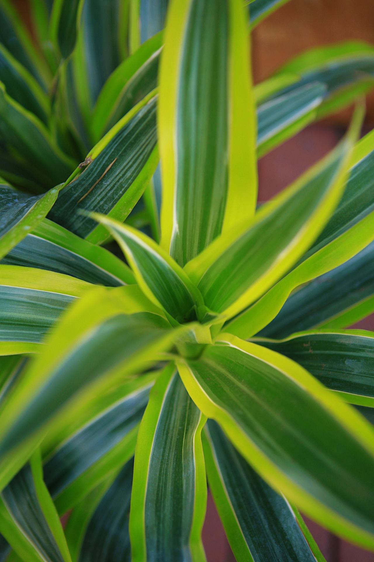 Dracaena 'Warneckii Lemon Lime'