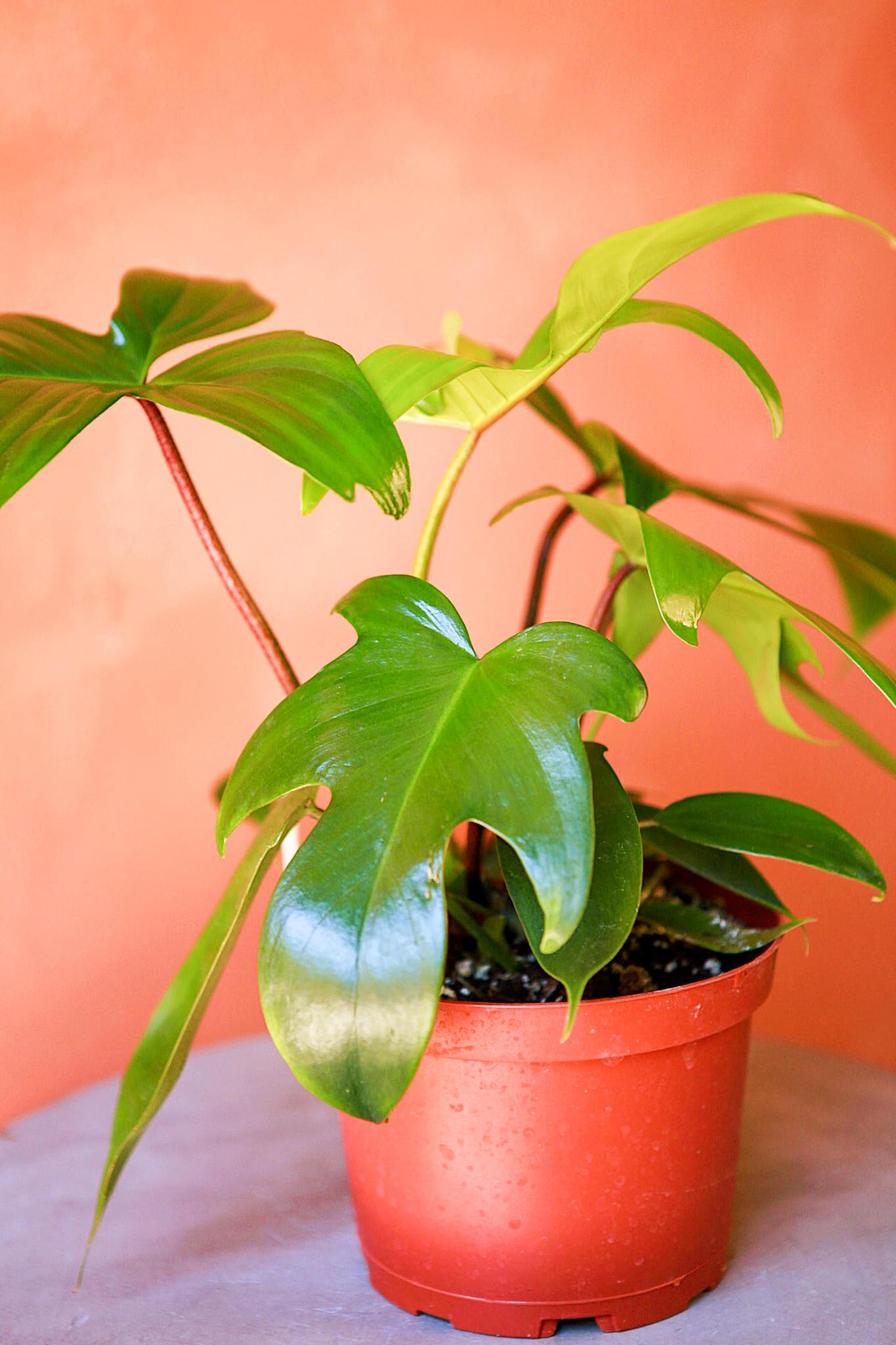 Philodendron 'Florida Green'