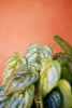 'Silver Leaf' Philodendron