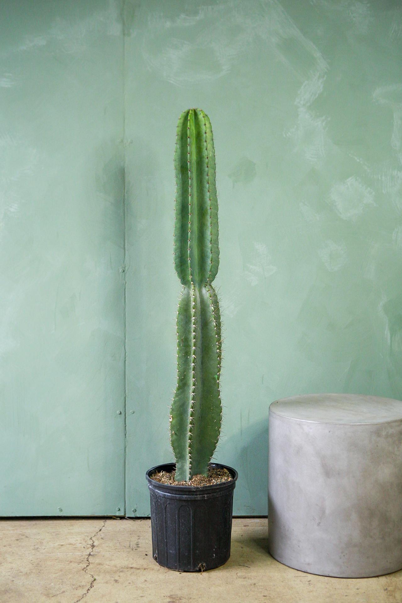 Cereus peruvianus