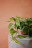 Heart Leaf Philodendron