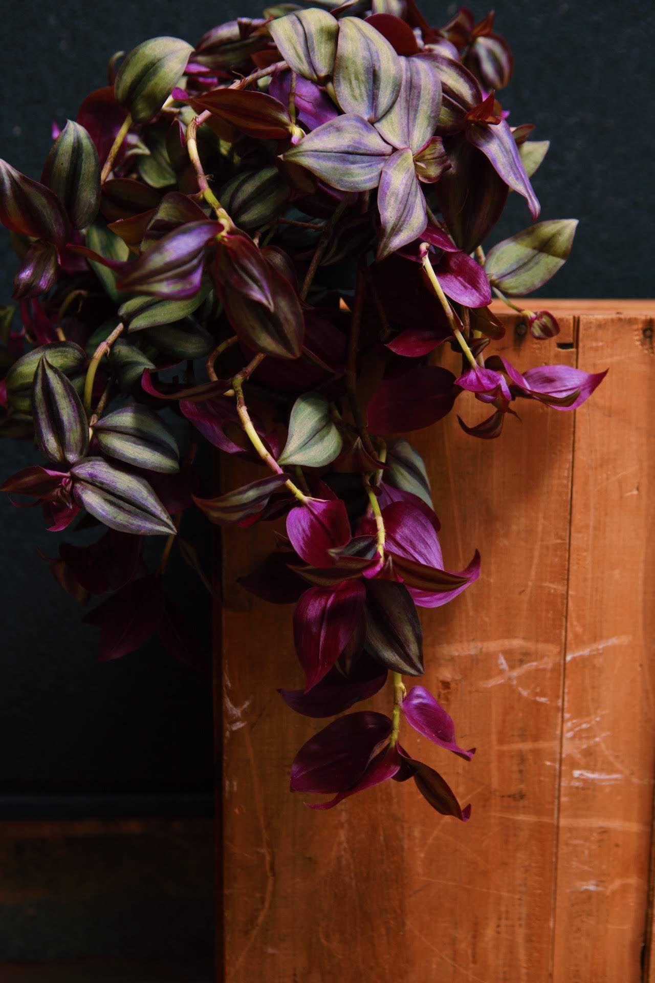 Tradescantia zebrina