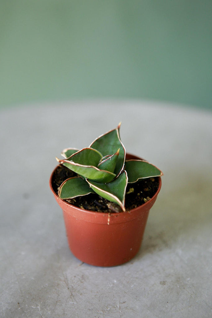 Snake Plant 'Samurai'