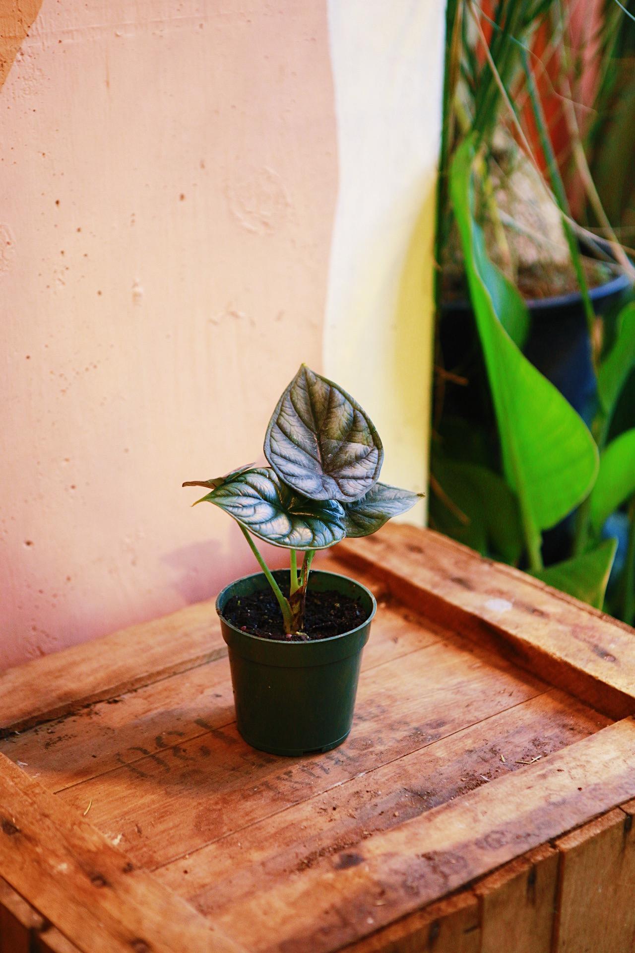 Alocasia 'Green Dragon'