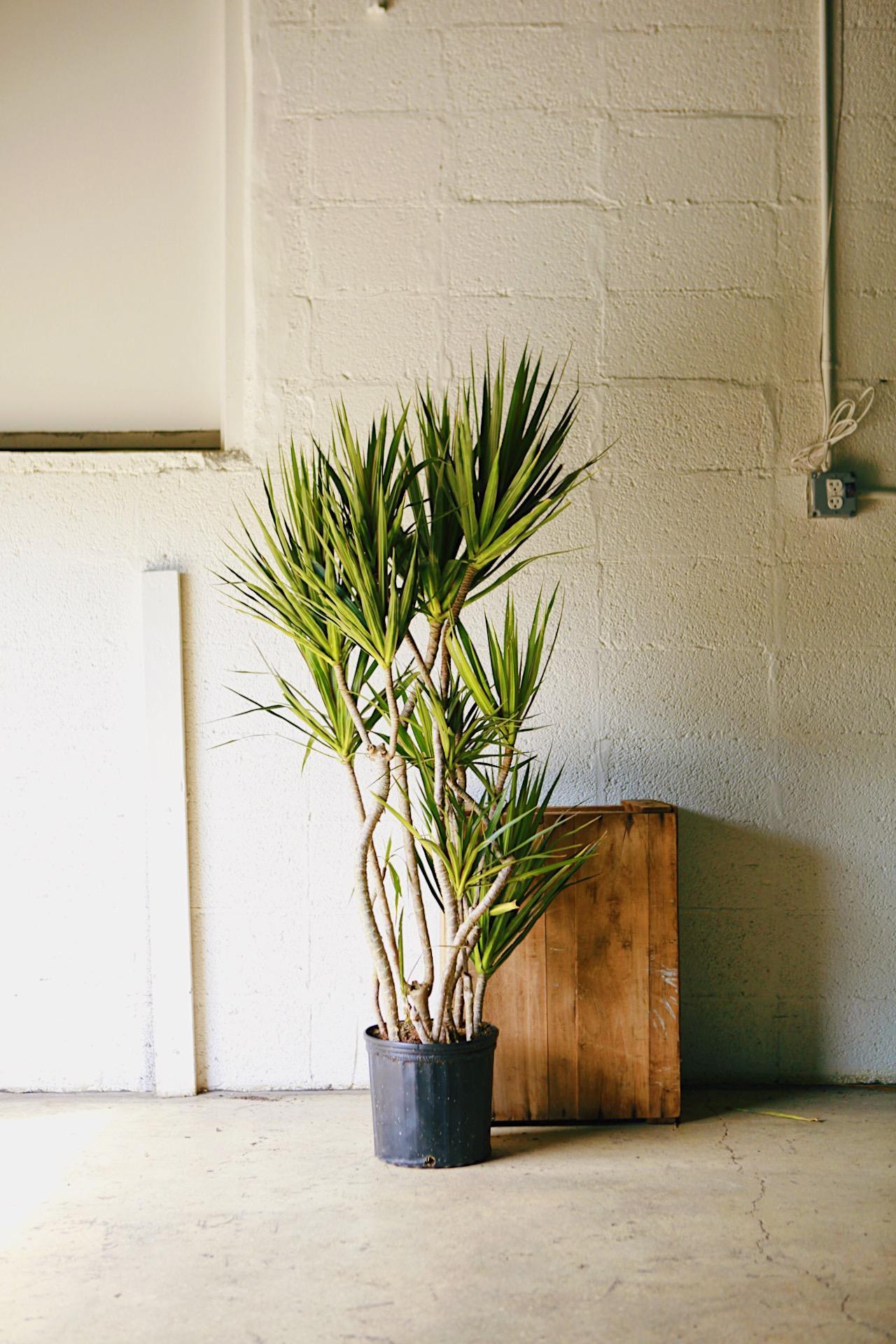 Dracaena 'Candelabra'