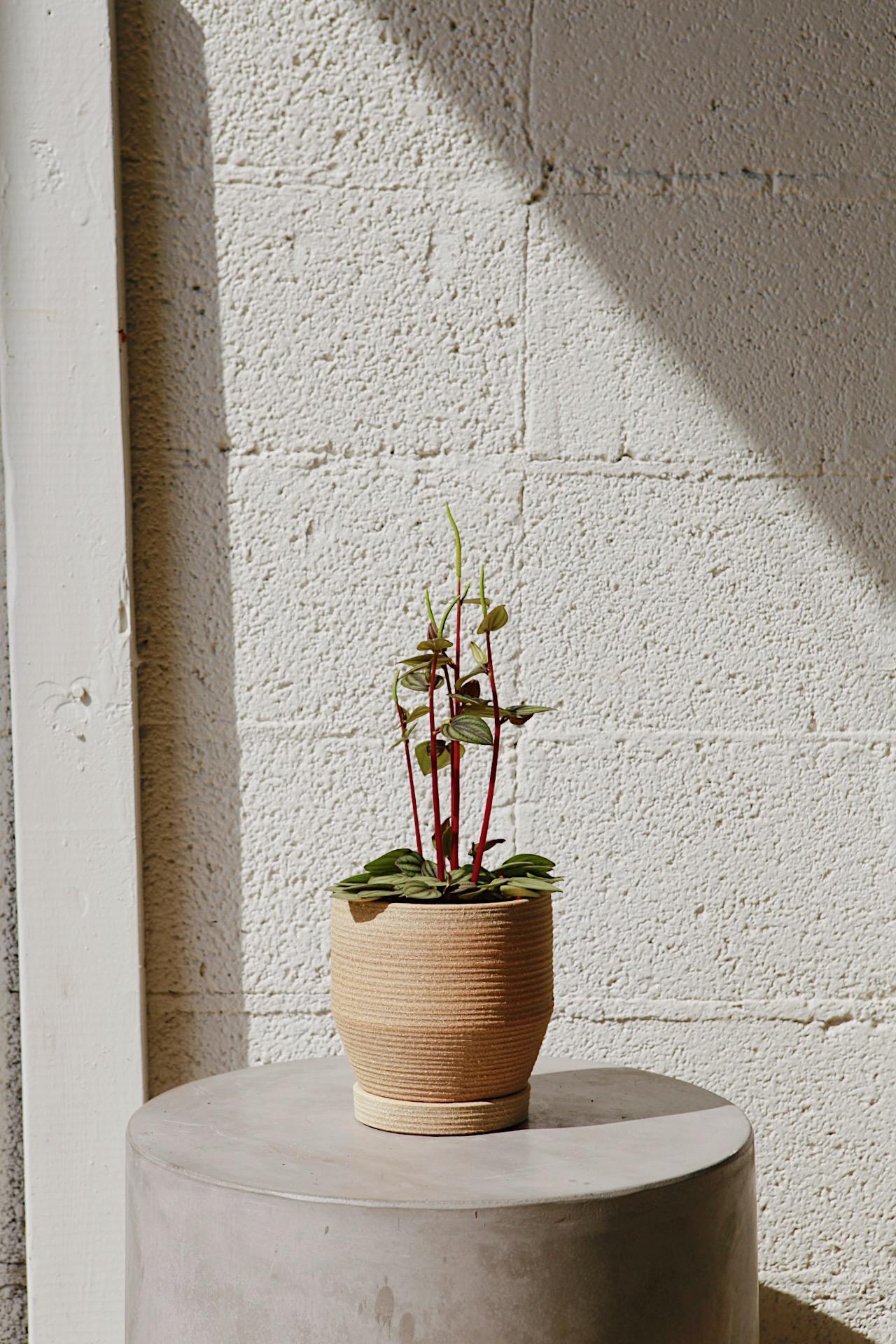 Material Things Basket Planter