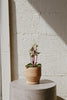 Material Things Basket Planter