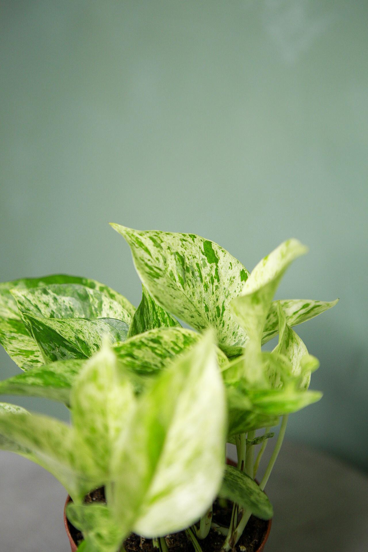 Marble Queen Pothos