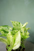 Marble Queen Pothos