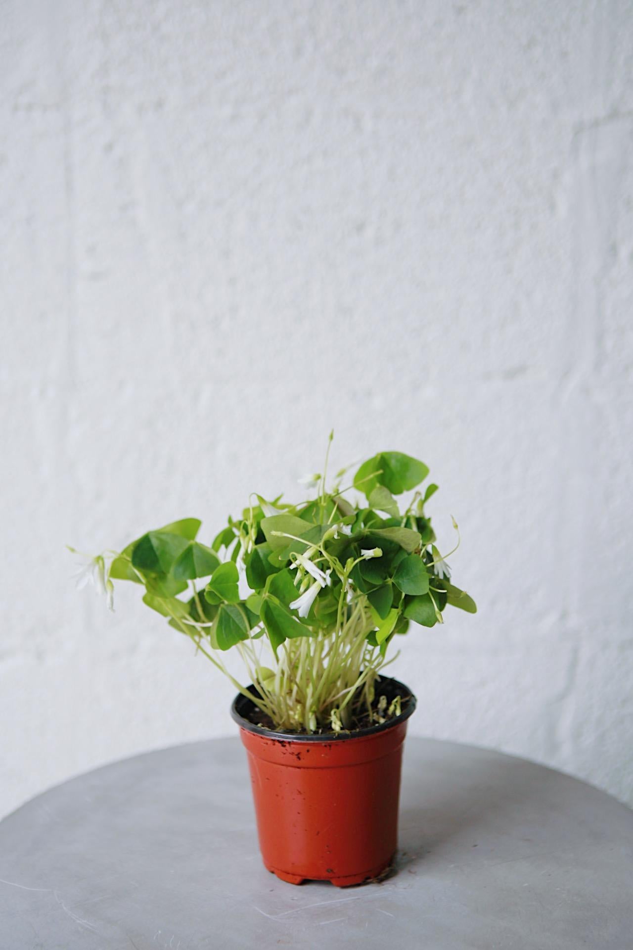 Green Oxalis Triangularis