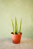 Spear Snake Plant