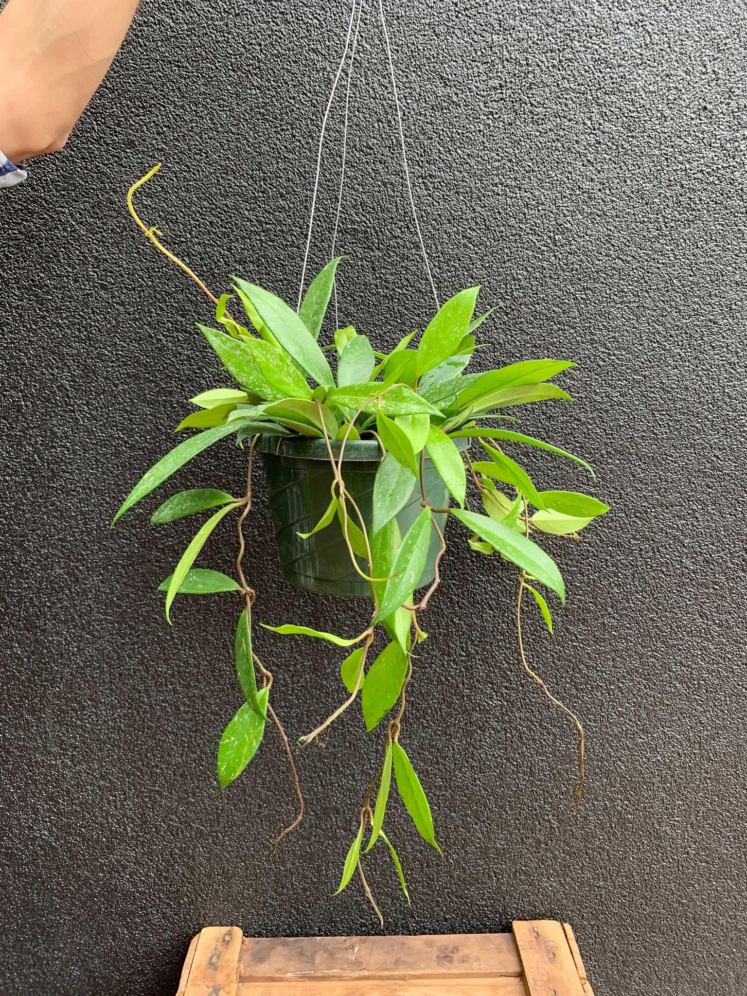 Hoya pubicalyx