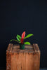 Hybrid Philodendron