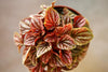 Peperomia 'Quito'