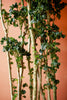 Aralia 'Black'