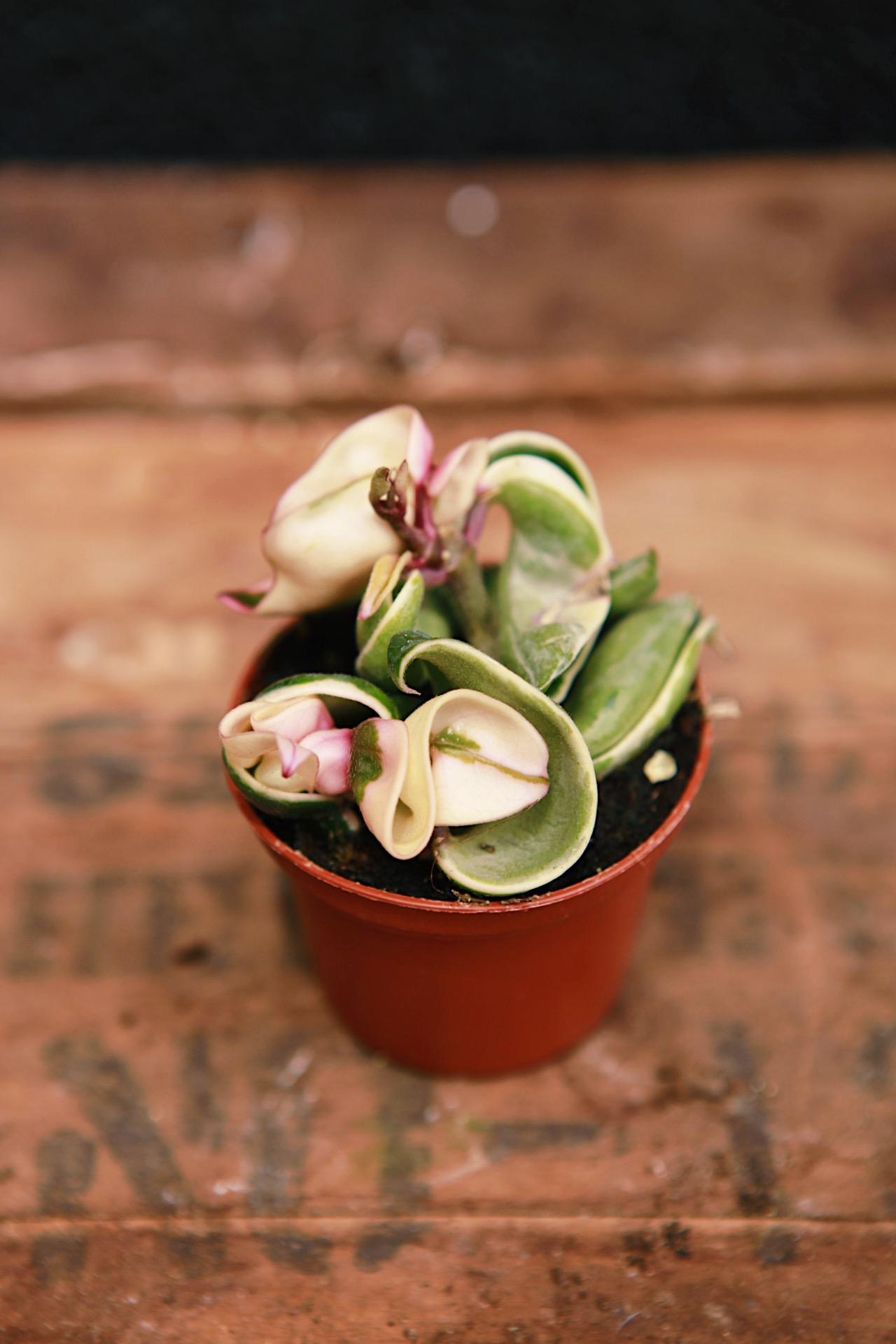 Variegated Hoya Rope