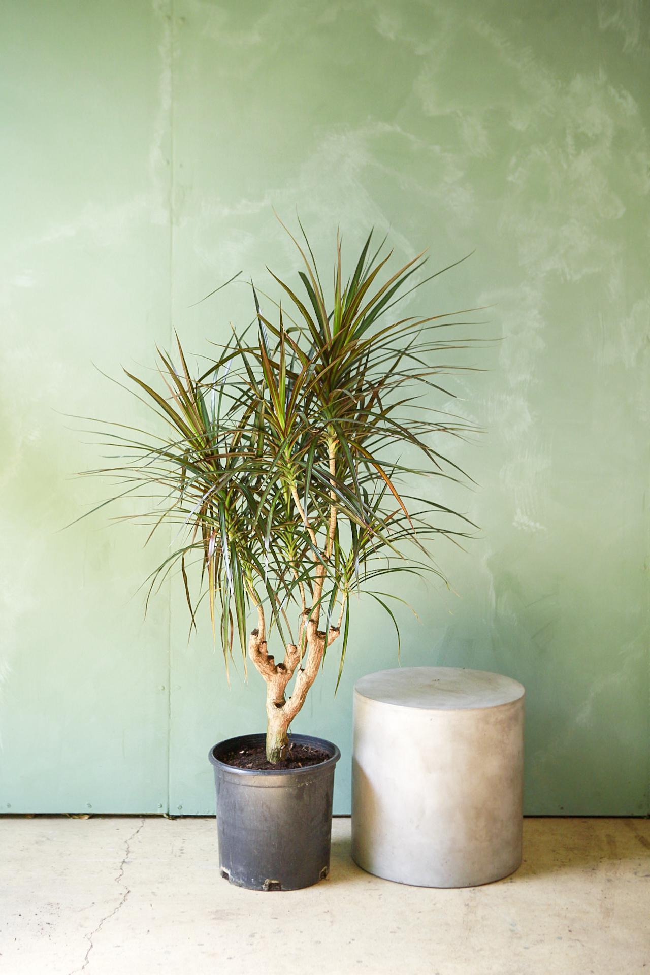 Dracaena 'Magenta'