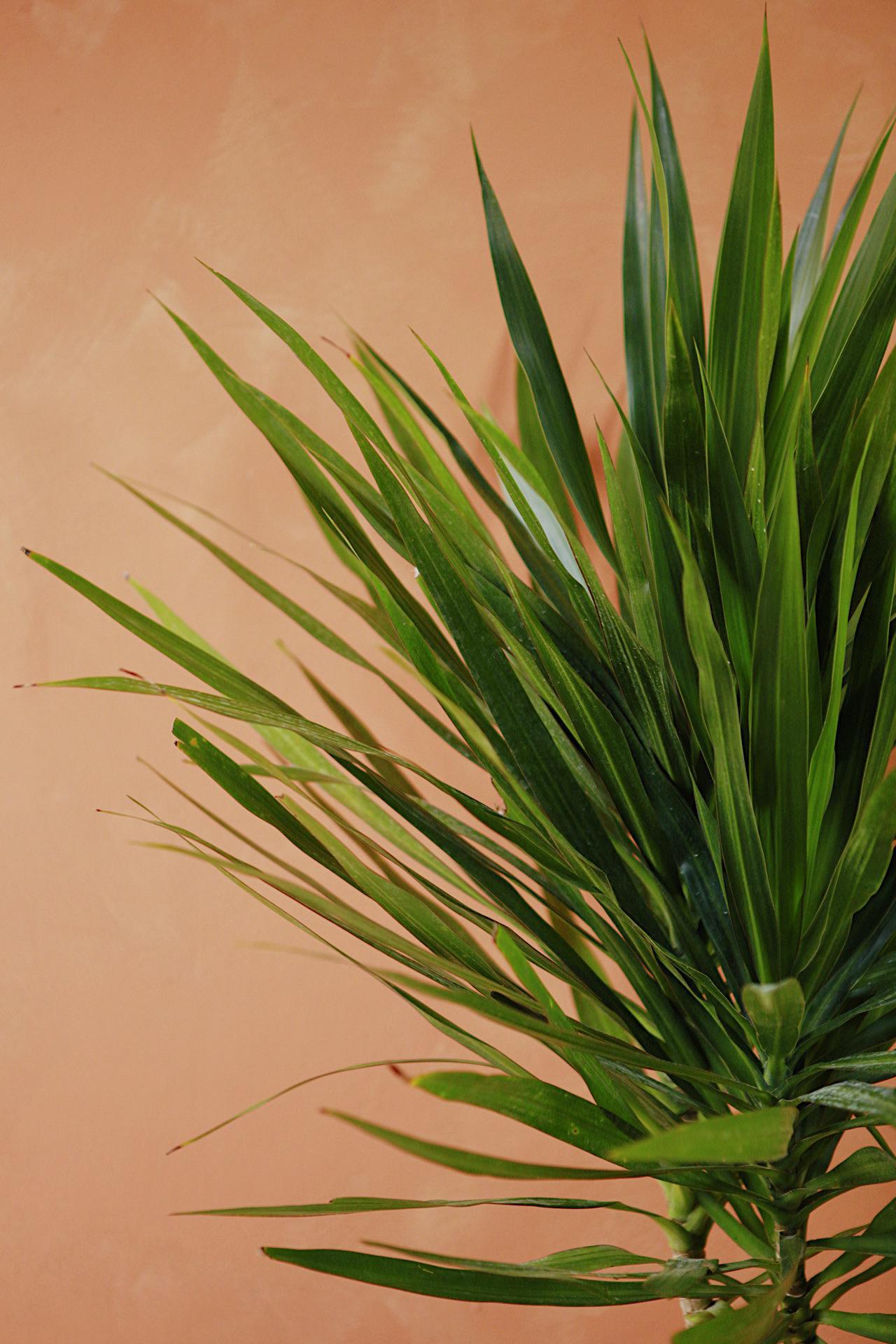 Dracaena 'Tarzan'