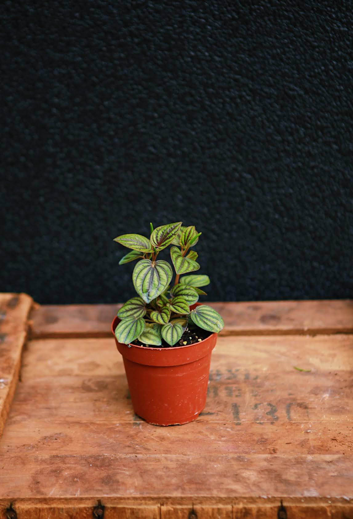 Peperomia 'Piccolo Banda'