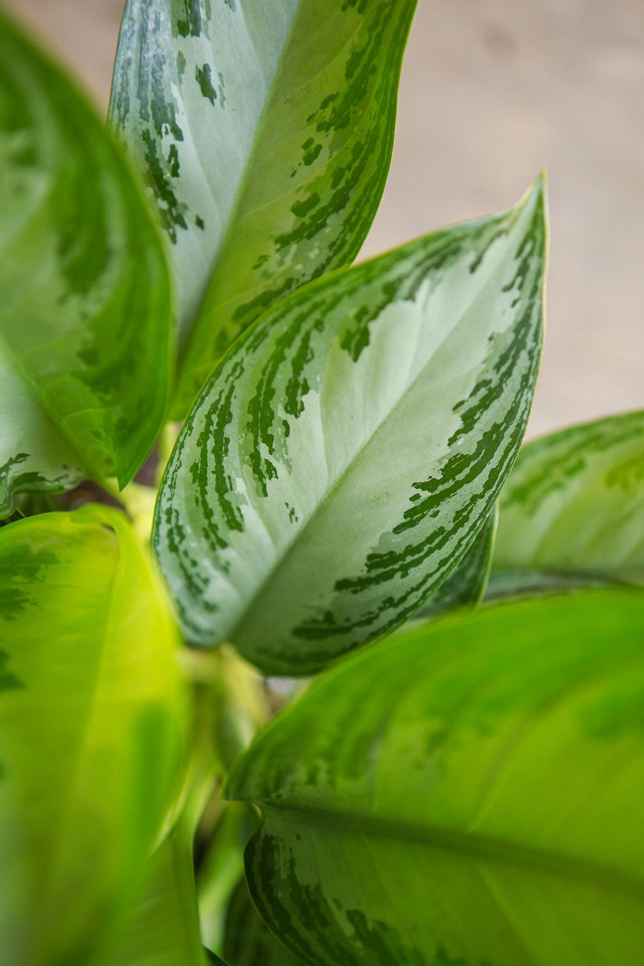 Aglaonema 'Silver Bay'