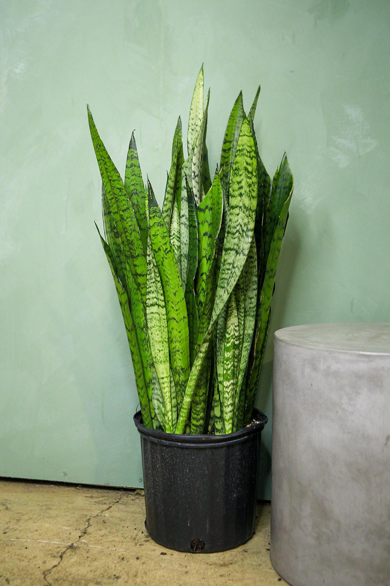 Snake Plant 'Zeylanica'