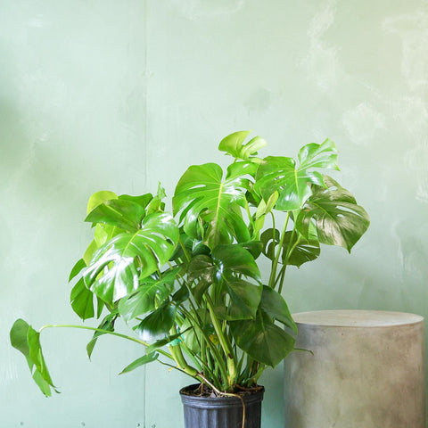 Monstera deliciosa