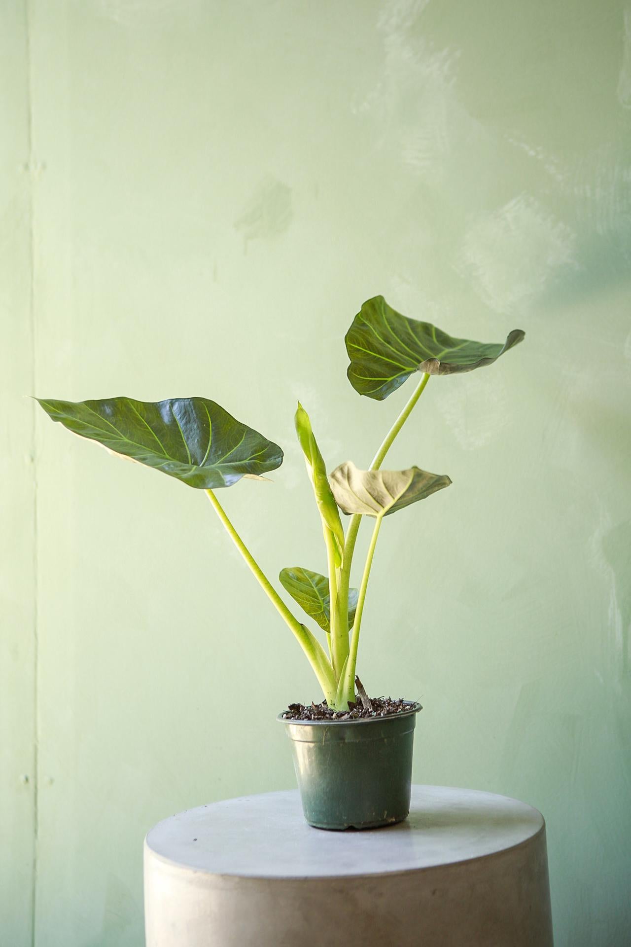 Alocasia 'Regal Shields'