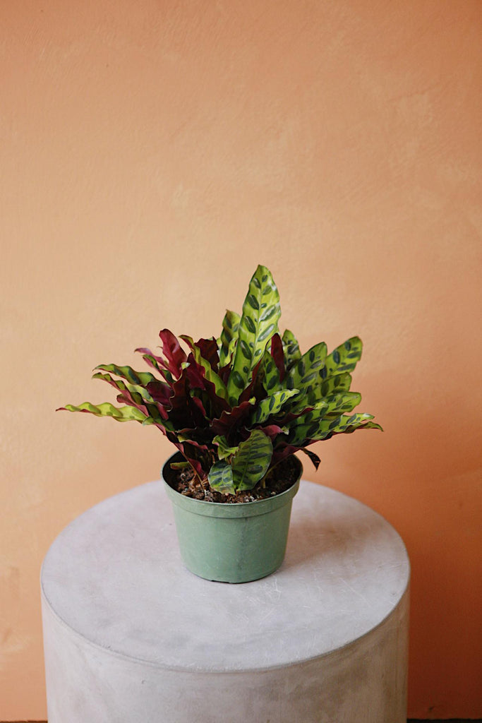 Rattlesnake Calathea