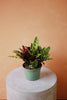 Rattlesnake Calathea