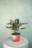 Rubber Plant 'Burgundy'