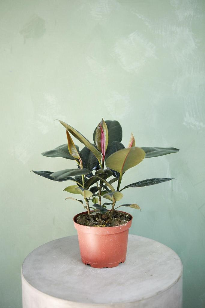 Rubber Plant 'Burgundy'