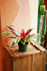 Bromeliad Neoreglia
